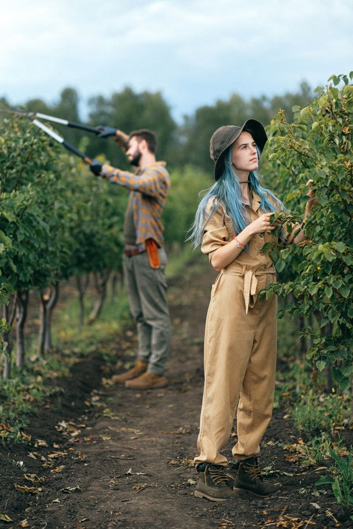 Viticulturist assessing vines in a vineyard row