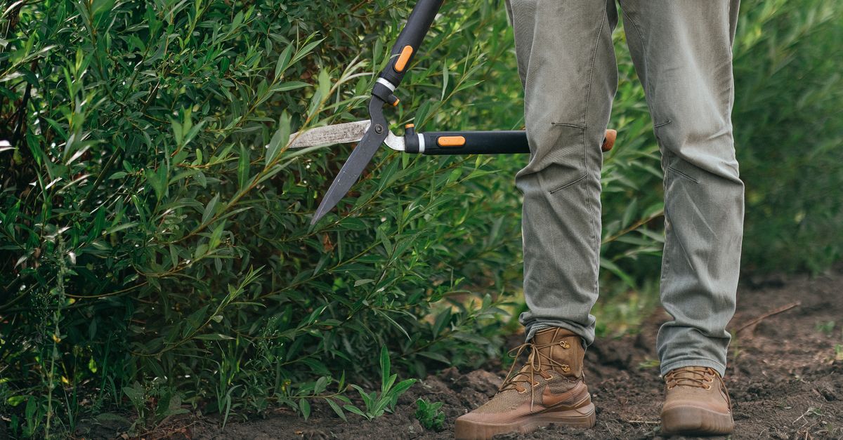 Photinia : Guide plantation et entretien