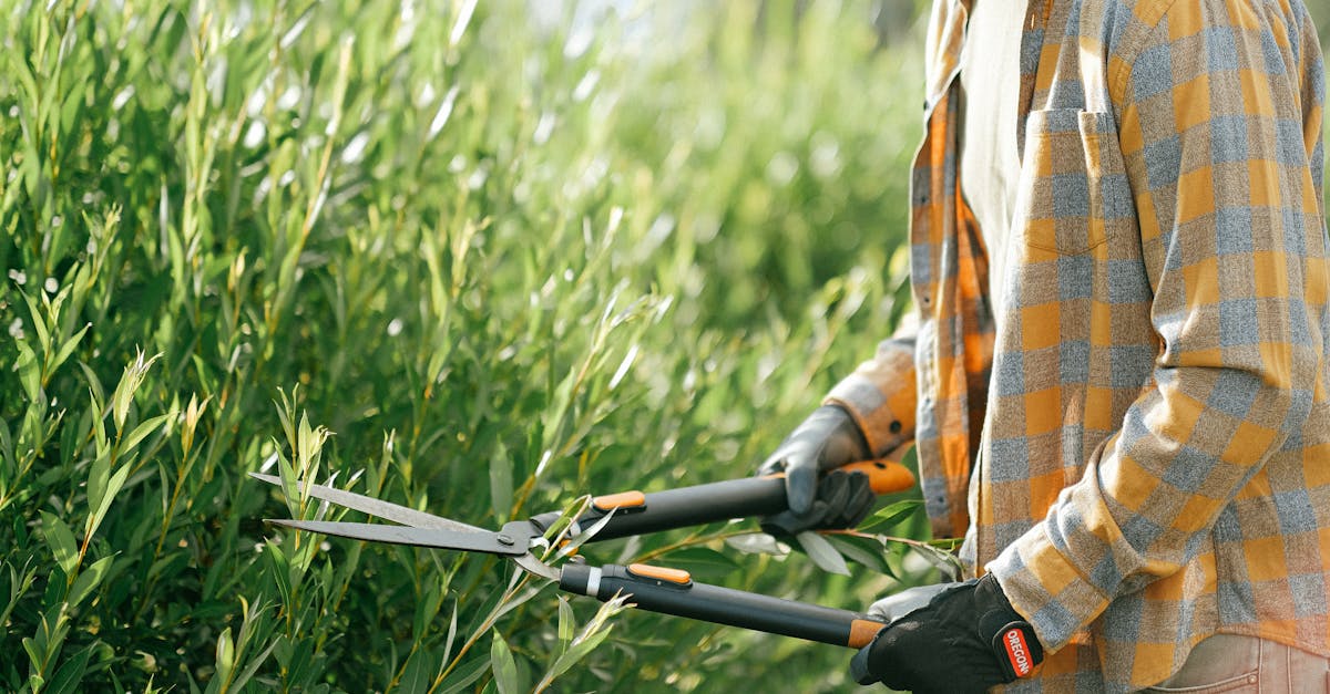 Close-Up Shot of a Person Using Shears to Trim Leaves