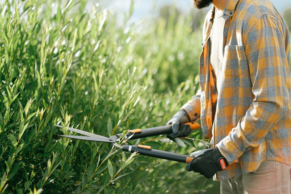 a gardener pruning a flowering shrub with clean shears - general garden maintenance a gardener pruning a flowering shrub with clean shears - general garden maintenance