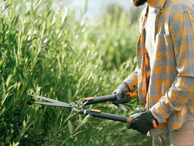 Hedge trimming — Charlwood