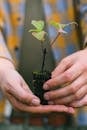 特写镜头中，双手在肥沃的土壤里轻轻托着幼苗，象征着生长