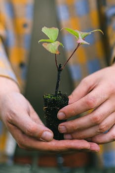 特写镜头中，双手在肥沃的土壤里轻轻托着幼苗，象征着生长