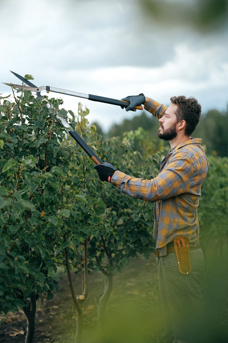 Man Using Shears To Trim Leaves