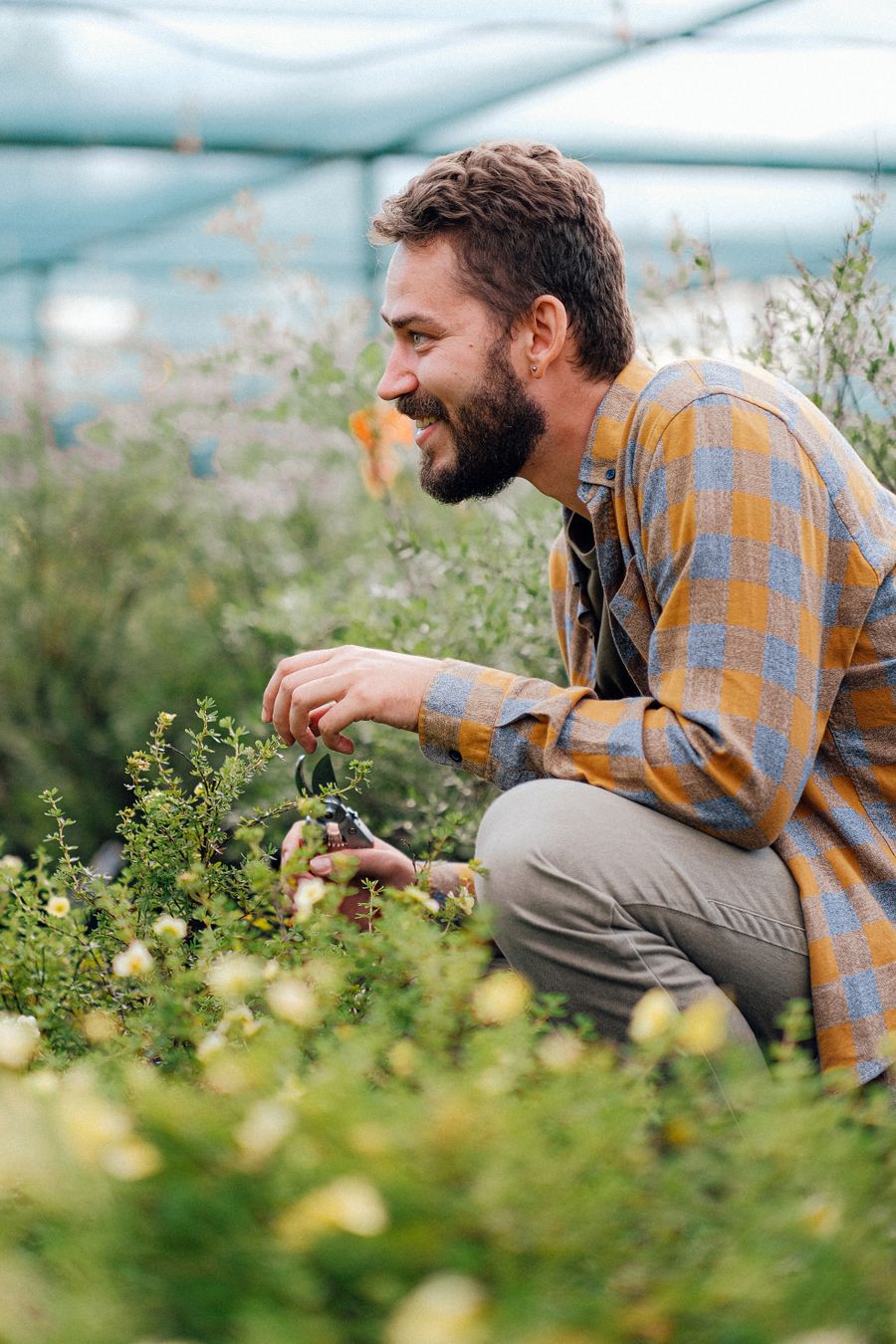 A gardener pruning shrubs with shears in the garden