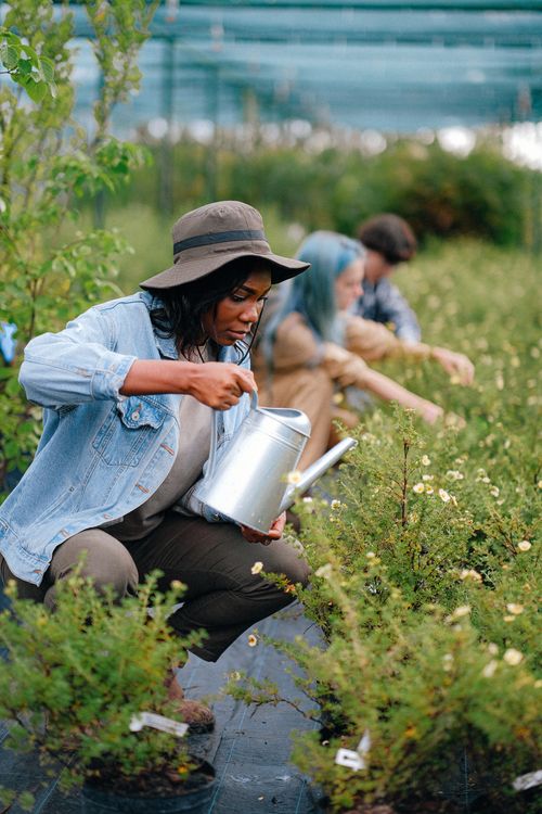 Free A woman tending plants in a greenhouse with a watering can, surrounded by greenery. Stock Photo