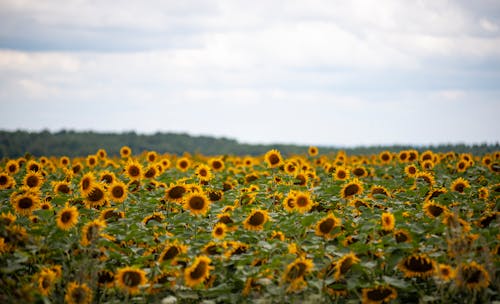 Close-Up Shot of Yellow Sunflower Field 