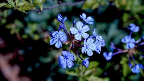 Kostenloses Stock Foto zu arbuste, plante à fleurs