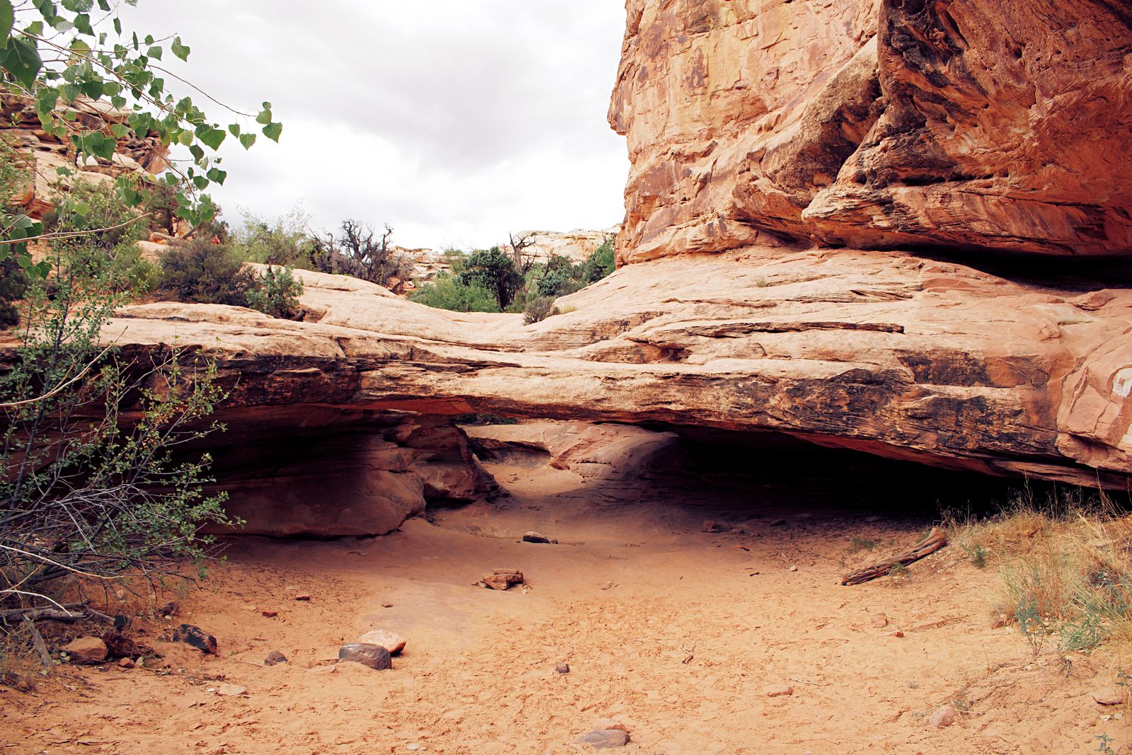 Natural Bridges National Monument