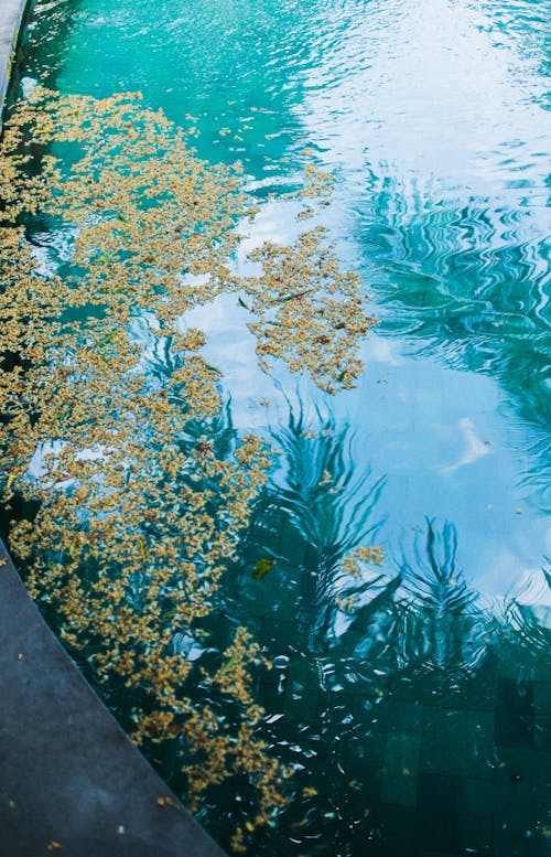 From above of tiny yellow seeds on vibrant turquoise surface of water in swimming pool under leaves of palms in daylight