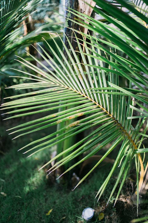 Vibrant green leaf of palm with long thin blades with sharp edges in park in exotic country