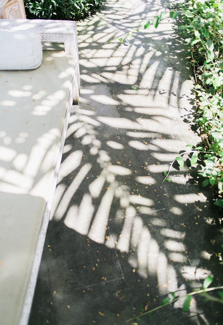 Shadow Of Lush Greenery On Ground