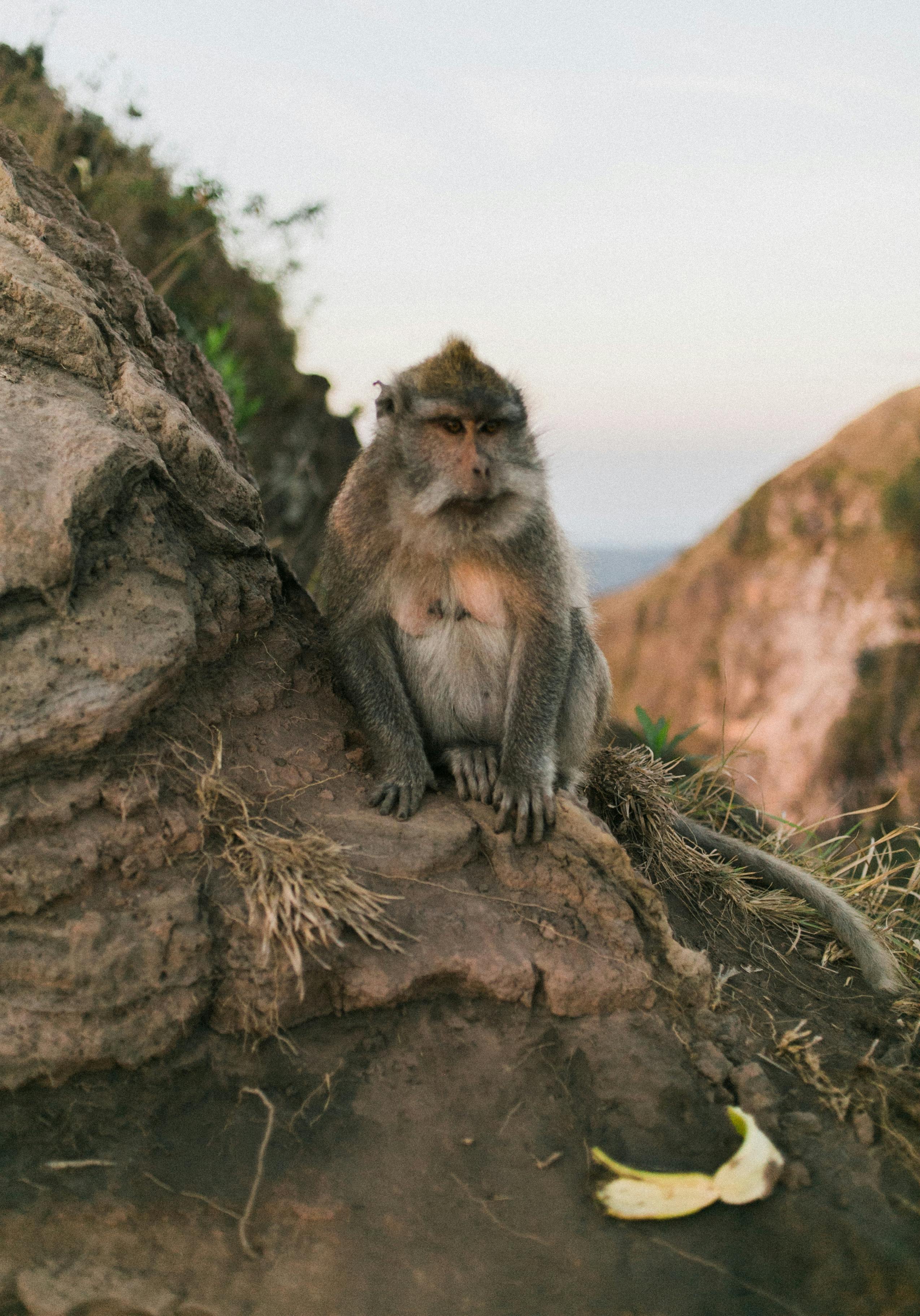 Single furry monkey sitting on rocky slope of hill on coastline in daylight
