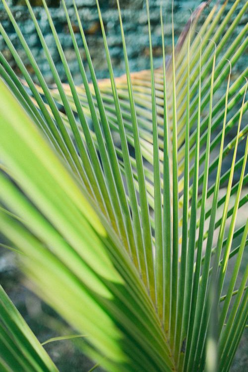 Free Blurred spiky leaves of green exotic palm growing in exotic garden in bright sunlight Stock Photo