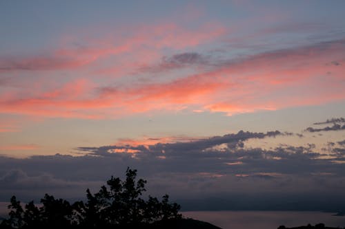 Silhouette of trees on coast against clouds over peaceful sea under pink sunset clouds