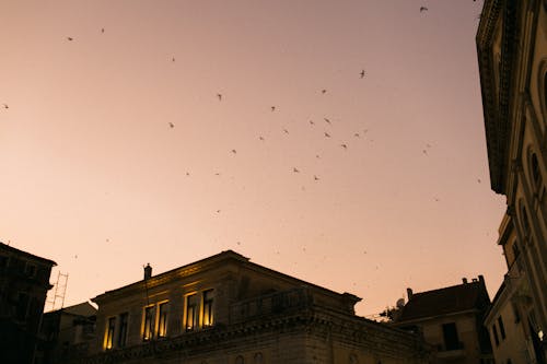 Birds in dusky sky above buildings