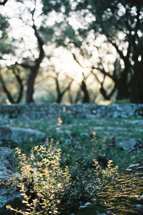 Peaceful meadow with rocky fence