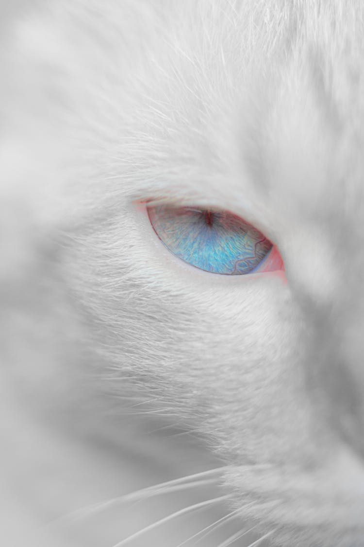 White Cat With Bright Blue Eyes