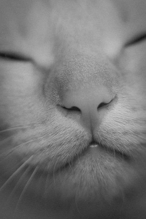 Free Black and white closeup of muzzle of light cat with closes eyes and thin whiskers Stock Photo