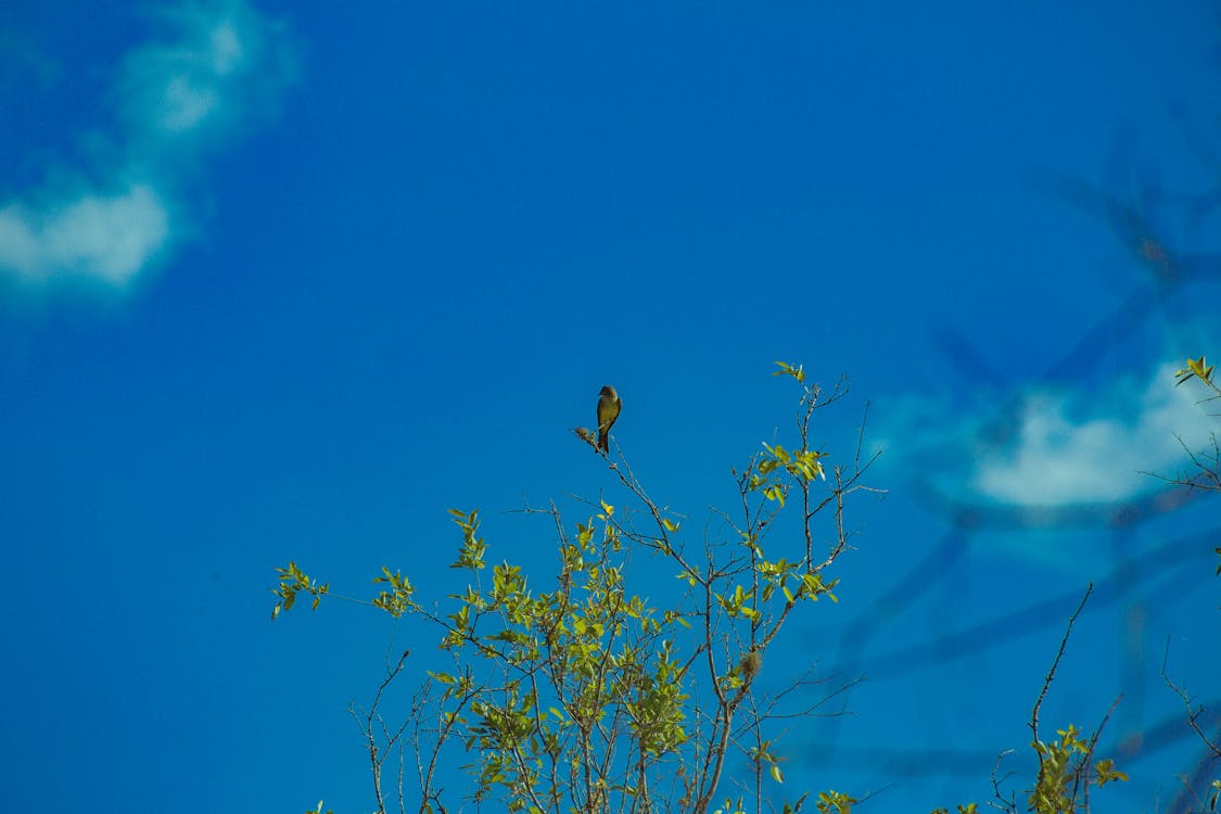 Bird sitting on tree branch against blue sky