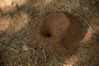 From above of wild anthill with hole in middle located on dry sandy ground in countryside in sunny day