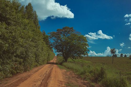 Free Landscape of empty roadway running between green forest and green field under blue sky in sunny day Stock Photo