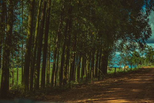 Free Picturesque scenery of tropical green trees growing in row near sandy road in countryside in sunny day Stock Photo