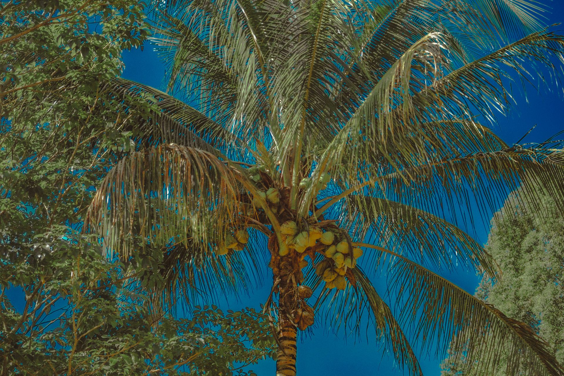 From below of tropical palm tree with green coconuts against cloudless blue sky