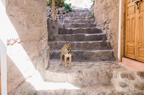 Adorable dog in collar on stone stairway of aged town district in sunlight