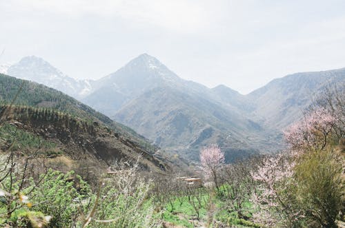 Green forest in mountainous terrain