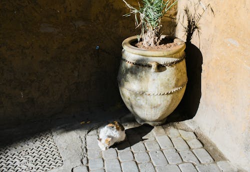 Stray cat in shabby yard with pot