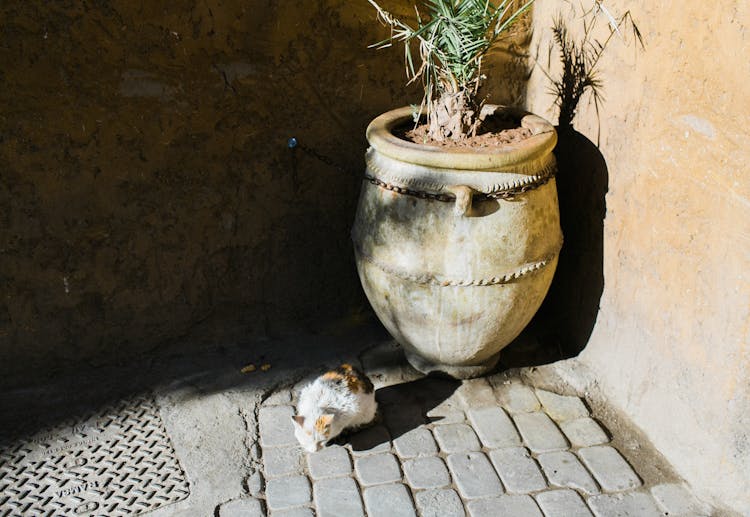 Stray Cat In Shabby Yard With Pot