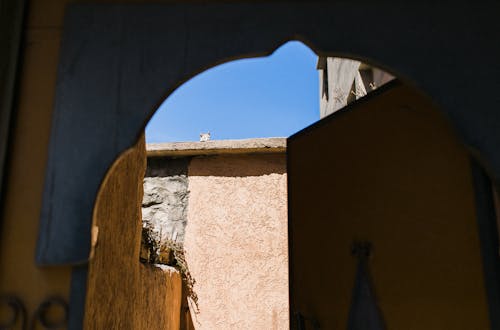 Exterior of aged doorway in yard with building and cat on roof under blue sky