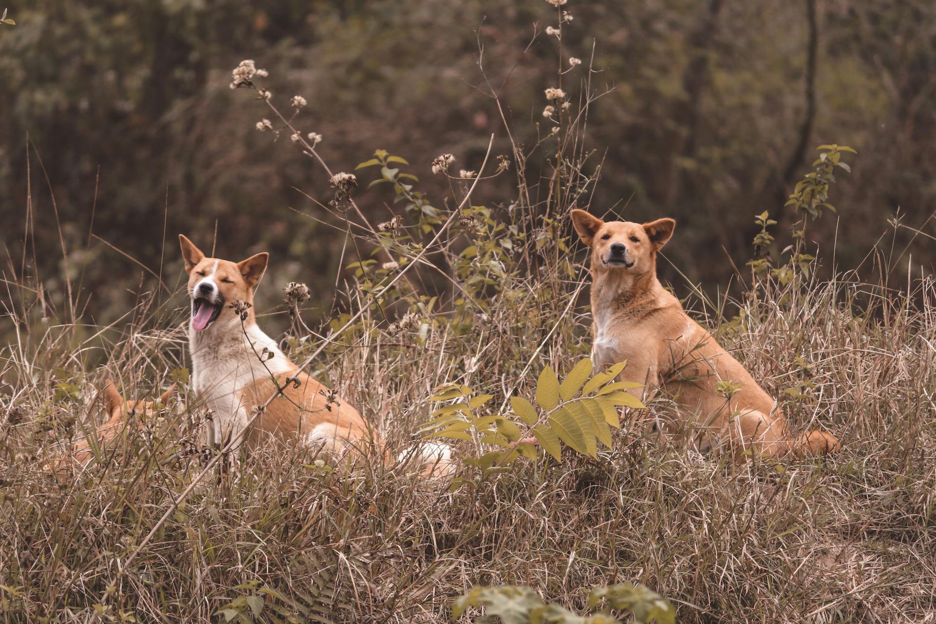 Two Brown Dogs on Brown Grass