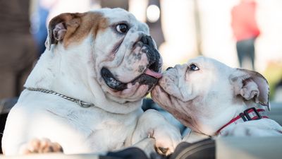 Engelsk bulldogg – hundras