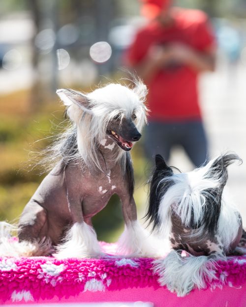 Free Playful Chinese Crested dogs basking in the sun with vibrant colors around them. Stock Photo