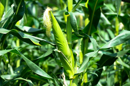 Close-Up Shot of Growing Sweet Corn