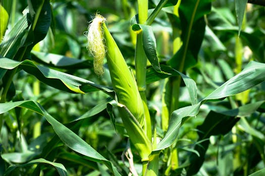 Photo by Rajesh S Balouria Close-up of unripe corn on the stalk surrounded by lush green leaves in a field.