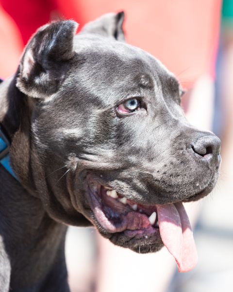 Cane Corso Türkiye’de Yasak mı? 2026 Mevzuat, Kayıt ve Gezdirmeye Dair Kurallar