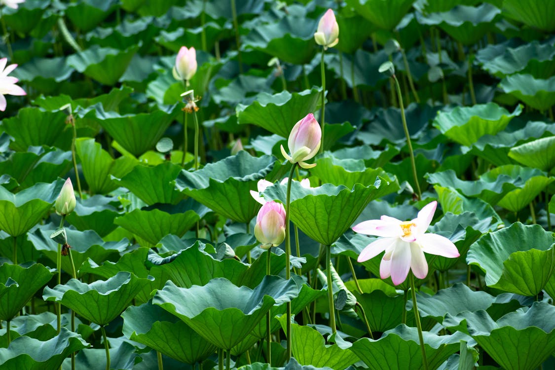 사라예보 바슈카르지아 거리 풍경