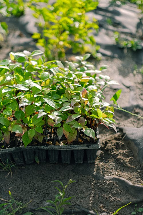 Green Plants on a Seedling Tray