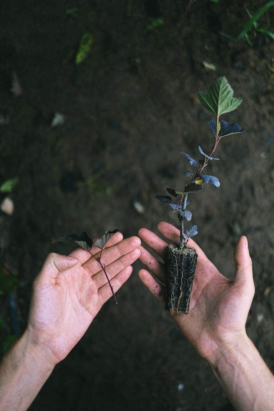 A fellow's hands cradling a bare-root red osier dogwood sapling ready for planting