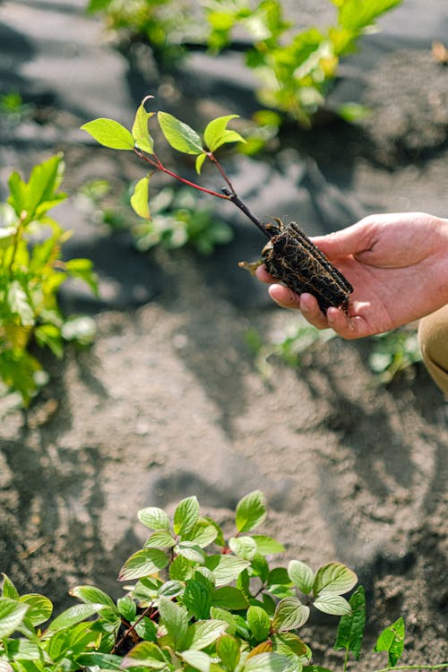 Person Holding a Seedling