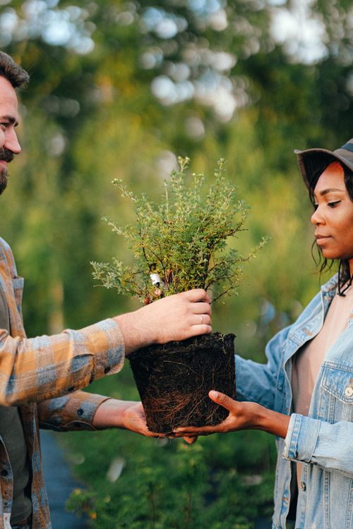 Free A bearded man and black woman exchange a potted plant in a garden setting. Stock Photo