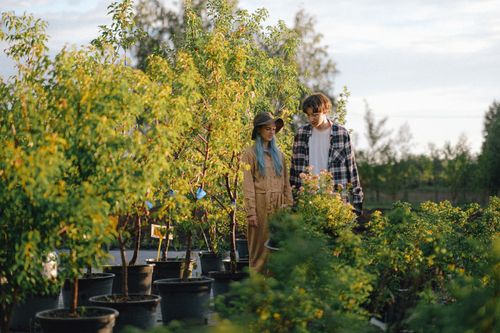 Free A young couple exploring a vibrant outdoor plant nursery with lush greenery and blooming flowers. Stock Photo