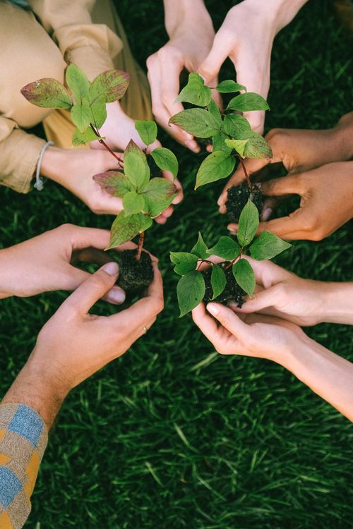 Free Group of diverse people planting tree saplings together, symbolizing sustainability and teamwork. Stock Photo