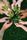 tree planting