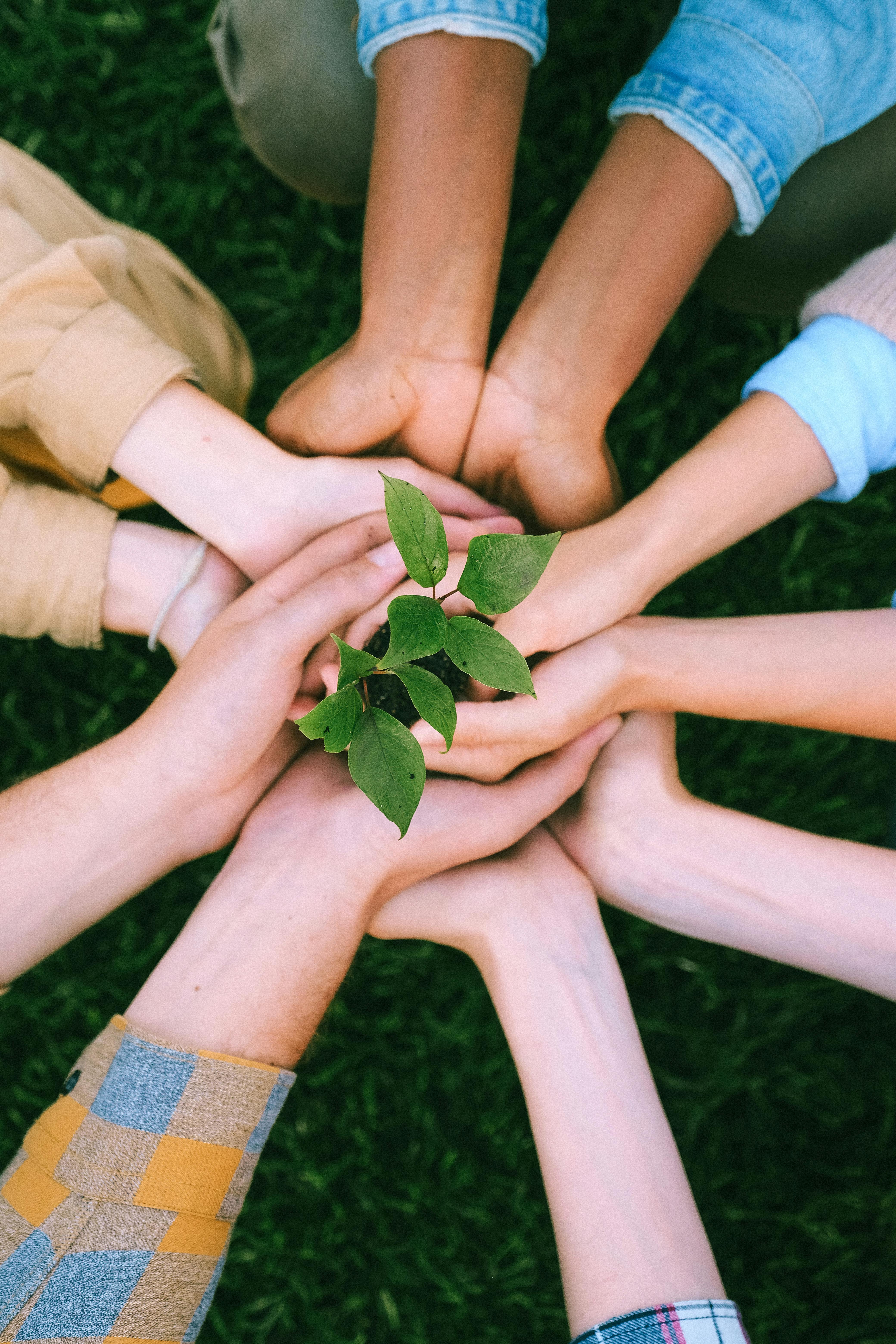 green plant on people s hands