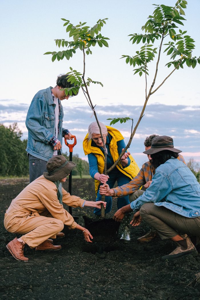 Group planting a young tree together