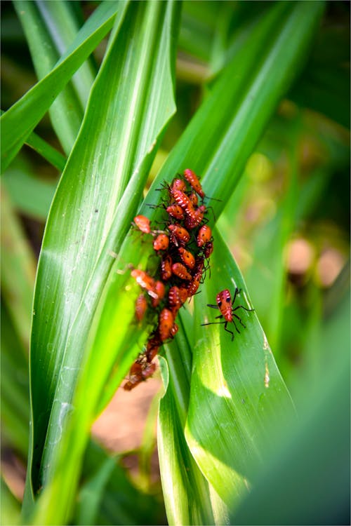 Gratis Fotos de stock gratuitas de bichos, disparo macro, fotografía de insectos Foto de stock